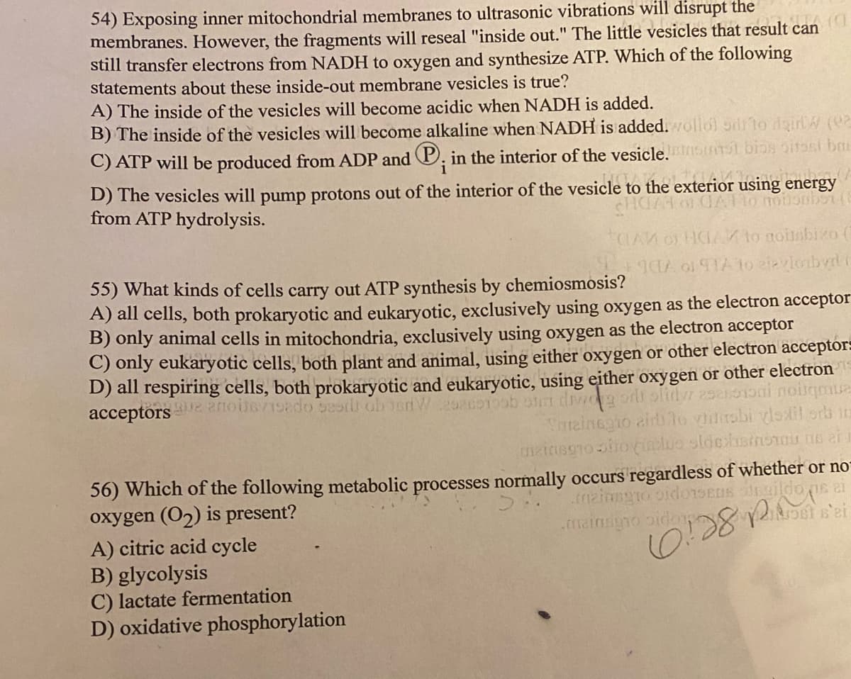 54) Exposing inner mitochondrial membranes to ultrasonic vibrations will disrupt the
membranes. However, the fragments will reseal "inside out." The little vesicles that result can
still transfer electrons from NADH to oxygen and synthesize ATP. Which of the following
statements about these inside-out membrane vesicles is true?
A) The inside of the vesicles will become acidic when NADH is added.
B) The inside of the vesicles will become alkaline when NADH is added. ollol oilUlo dairl (02
C) ATP will be produced from ADP and P. in the interior of the vesicle.snst bias oirosi bai
i
D) The vesicles will pump protons out of the interior of the vesicle to the exterior using energy
from ATP hydrolysis.
CHCA
55) What kinds of cells carry out ATP synthesis by chemiosmosis?
A) all cells, both prokaryotic and eukaryotic, exclusively using oxygen as the electron acceptor
B) only animal cells in mitochondria, exclusively using oxygen as the electron acceptor
C) only eukaryotic cells, both plant and animal, using either oxygen or other electron acceptor=
D) all respiring cells, both prokaryotic and eukaryotic, using either oxygen or other electron
acceptors oteado estli ob osW98c010ob atm divogod olidw 2520100i noitqmua
Srtainegio aird lo ddirobi vlsil orb in
56) Which of the following metabolic processes normally occurs regardless of whether or no
oxygen (O2) is present?
A) citric acid cycle
B) glycolysis
C) lactate fermentation
D) oxidative phosphorylation
.mainsgiooidonsens iildo ns ai
