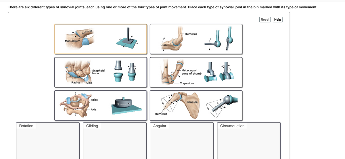 There are six different types of synovial joints, each using one or more of the four types of joint movement. Place each type of synovial joint in the bin marked with its type of movement.
Reset
Help
Clavicle
Humerus
Manubrium
Ulna
II
Scaphoid
bone
Metacarpal
bone of thumb
Radius
Ulna
Trapezium
Atlas
Scapula
Аxis
Humerus
Rotation
Gliding
Angular
Circumduction
