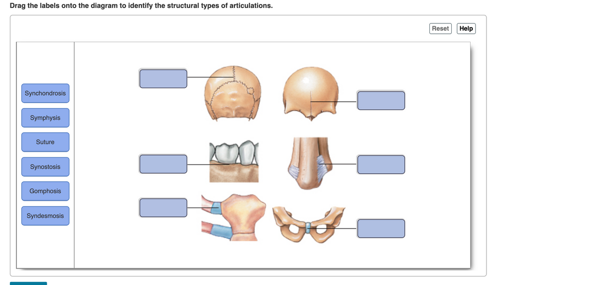 Drag the labels onto the diagram to identify the structural types of articulations.
Reset
Help
Synchondrosis
Symphysis
Suture
Synostosis
Gomphosis
Syndesmosis
