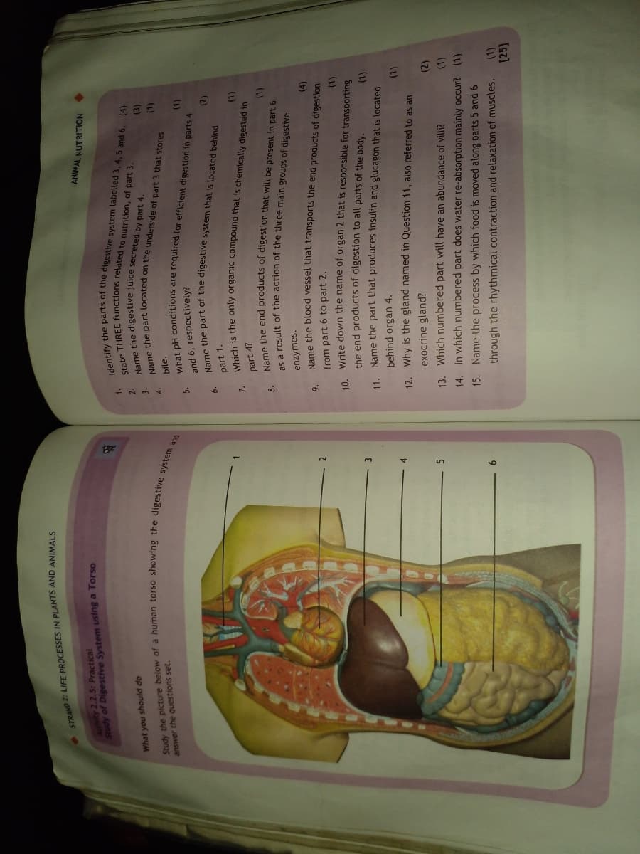 STRAND 2: LIFE PROCESSES IN PLANTS AND ANIMALS
Activity 2.2.5: Practical
Study of Digestive System using a Torso
What you should do
ANIMAL NUTRITION
1.
answer the questions set.
2.
3.
bile.
(E)
5.
and 6, respectively?
(1)
(1)
part 1.
ich is the only organic compound that is chemically digested in
(2)
7.
part 4?
8.
(1)
enzymes.
Name the blood vessel that transports the end products of digestion
(1)
the end products of digestion to all parts of the body.
11 Name the part that produces insulin and glucagon that is located
from part 6 to part 2.
10 Write down the name of organ 2 that is responsible for transporting
(1)
behind organ 4.
12. Why is the gland named in Question 11, also referred to as an
(1)
exocrine gland?
13. Which numbered part will have an abundance of villi?
5
(1)
14. In which numbered part does water re-absorption mainly occur? (1)
15. Name the process by which food is moved along parts 5 and 6
(2)
9
through the rhythmical contraction and relaxation of muscles.
(1)
[25]
