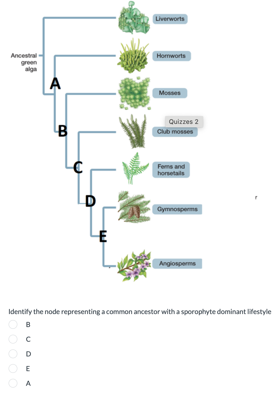 Liverworts
Ancestral
green
alga
A
Hornworts
Mosses
B
Quizzes 2
Club mosses
D
Ferns and
horsetails
Gymnosperms
Angiosperms
Identify the node representing a common ancestor with a sporophyte dominant lifestyle
B
C
D
E
A