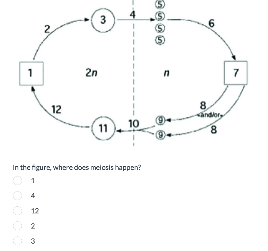 3
(5)
(5
6
1
2n
12
10
11
=
In the figure, where does meiosis happen?
1
4
12
2
3
8.
and/or
00
7