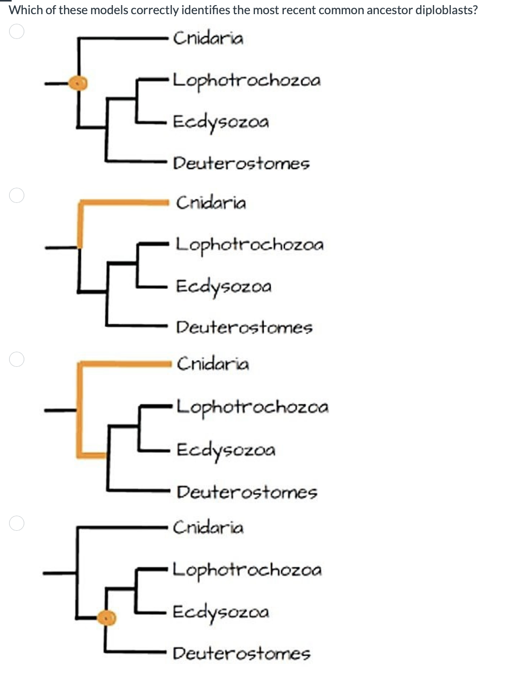 Which of these models correctly identifies the most recent common ancestor diploblasts?
Cnidaria
⚫Lophotrochozca
Ecdysozoa
Deuterostomes
Cnidaria
Lophotrochozoa
Ecdysozoa
Deuterostomes
Cnidaria
•Lophotrochozoa
Ecdysozoa
Deuterostomes
Cnidaria
Lophotrochozoa
Ecdysozoa
Deuterostomes