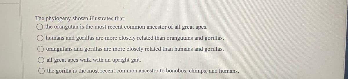 The phylogeny shown illustrates that:
the orangutan is the most recent common ancestor of all great apes.
humans and gorillas are more closely related than orangutans and gorillas.
orangutans and gorillas are more closely related than humans and gorillas.
all great apes walk with an upright gait.
the gorilla is the most recent common ancestor to bonobos, chimps, and humans.