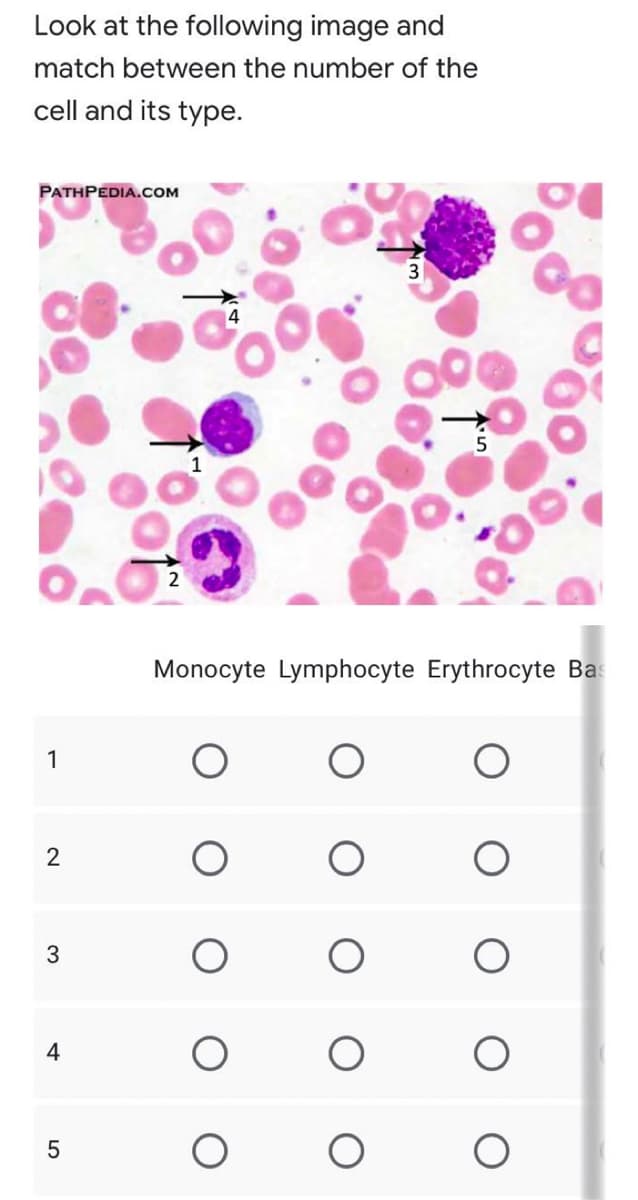 Look at the following image and
match between the number of the
cell and its type.
PATHPEDIA.COM
3.
Monocyte Lymphocyte Erythrocyte Bas
1
2
4
