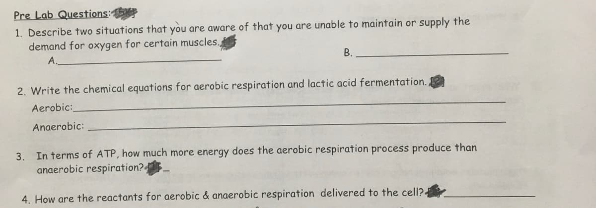 Pre Lab Questions:
1. Describe two situations that you are aware of that you are unable to maintain or supply the
demand for oxygen for certain muscles.
A.
B.
2. Write the chemical equations for aerobic respiration and lactic acid fermentation.
Aerobic:
Anaerobic:
3. In terms of ATP, how much more energy does the aerobic respiration process produce than
anaerobic respiration?
4. How are the reactants for aerobic & anaerobic respiration delivered to the cell?