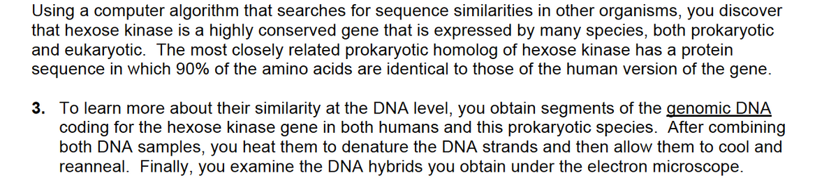 Using a computer algorithm that searches for sequence similarities in other organisms, you discover
that hexose kinase is a highly conserved gene that is expressed by many species, both prokaryotic
and eukaryotic. The most closely related prokaryotic homolog of hexose kinase has a protein
sequence in which 90% of the amino acids are identical to those of the human version of the gene.
3. To learn more about their similarity at the DNA level, you obtain segments of the genomic DNA
coding for the hexose kinase gene in both humans and this prokaryotic species. After combining
both DNA samples, you heat them to denature the DNA strands and then allow them to cool and
reanneal. Finally, you examine the DNA hybrids you obtain under the electron microscope.
