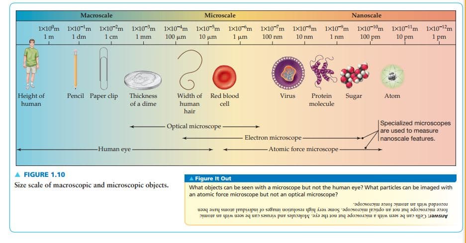Macroscale
Microscale
Nanoscale
1x10°m 1x10-'m 1x10m 1x10*m 1x10"m 1x10m 1x10m 1x10"m 1x10-m 1x10"m 1x10-10m 1x10-1'm 1x10-12m
1 dm
1 cm
1 mm
100 um
10 μη
1 μη
1 nm
100 pm
10 pm
1 pm
1m
100 nm
10 nm
Height of
human
Pencil Paper clip
Thickness
Width of Red blood
Virus
Protein
Sugar
Atom
of a dime
human
cell
molecule
hair
Specialized microscopes
are used to measure
Inanoscale features.
Optical microscope-
Electron microscope-
-Human
- Atomic force microscope-
eye -
FIGURE 1.10
Figure It Out
What objects can be seen with a microscope but not the human eye? What particles can be imaged with
an atomic force microscope but not an optical microscope?
Size scale of macroscopic and microscopic objects.
force microscope but not an optical microscope. Some very high resolution images of individual atoms have been
Answer: Cells can be seen with a microscope but not the eye. Molecules and viruses can be seen with an atomic
recorded with an atomic force microscope.
