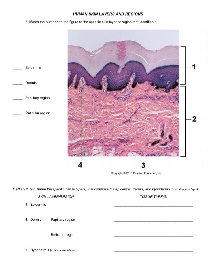 **Human Skin Layers and Regions**

**2. Match the number on the figure to the specific skin layer or region that identifies it.**

**Image Description:**
The image presents a microscopic view of the human skin layers. The layers are labeled with numbers 1 through 4.

- **1:** The top layer which appears wavy due to ridges and folds, labeled to the right of the skin section.
- **2:** The second layer beneath the wavy top layer, extends from the end of layer 1 to the beginning of layer 3.
- **3:** The third layer located deeper within the skin structure.
- **4:** The fourth and deepest layer shown in the image.

**Names of Layers:**
- ____ Epidermis (outermost layer)
- ____ Dermis (layer below epidermis)
- ____ Papillary region (upper part of the dermis)
- ____ Reticular region (lower part of the dermis)

**Directions:**
Name the specific tissue type(s) that compose the epidermis, dermis, and hypodermis (subcutaneous layer).

**Skin Layer/Region:**
3. Epidermis  
   **Tissue Type(s):** _____________________________________________

4. Dermis:
   - Papillary region  
     **Tissue Type(s):** _____________________________________________
   - Reticular region  
     **Tissue Type(s):** _____________________________________________

5. Hypodermis (subcutaneous layer)  
   **Tissue Type(s):** _____________________________________________

**Graph/Diagram Explanation:**
The diagram is a highly magnified histological (microscopic) section of human skin, showing the organization of different layers. Each layer has distinct characteristics and functions:
- **Epidermis:** The outermost protective layer, composed mainly of keratinized stratified squamous epithelium.
- **Dermis:** Composed of two regions:
   - **Papillary region:** The uppermost part of the dermis, containing thin collagen fibers, blood vessels, and sensory neurons. It often appears wavy or ridge-like.
   - **Reticular region:** The denser, deeper part of the dermis, composed of thicker collagen fibers and elastic fibers providing strength and elasticity.
- **Hypodermis:** The deeper subcutaneous layer, not labeled in the image, primarily consisting of loose connective tissue and fat cells that provide insulation and cushioning.

This detailed view helps in