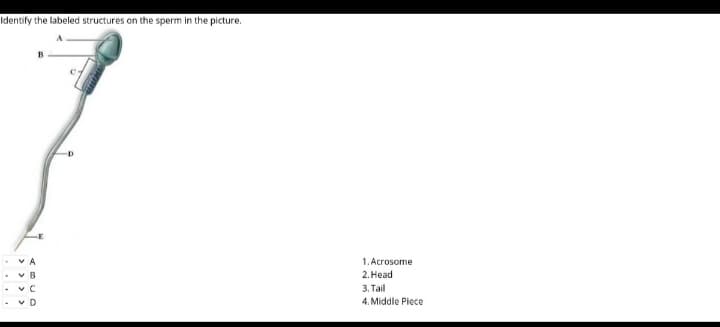 Identify the labeled structures on the sperm in the picture.
B
v A
1. Acrosome
2. Неad
v B
3. Tail
v D
4. Middle Piece
