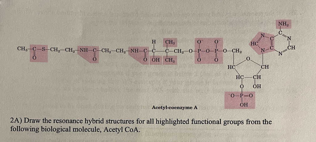 H CH3
CH₂ C-S-CH₂-CH₂-NH-C-CH₂-CH₂-NH-C-C-
0
C-CH₂-O-P-O-P-O-CH₂
0
O OH CH3
0
Acetyl-coenzyme A
O
HC
HC
0.
N-
CH
HC CH
O
OH
0-P=0
OH
C
C
2A) Draw the resonance hybrid structures for all highlighted functional groups from the
following biological molecule, Acetyl CoA.
NH₂
N
N
CH