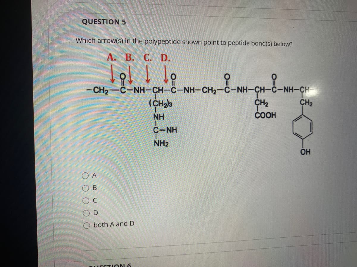 QUESTION 5
Which arrow(s) in the polypeptide shown point to peptide bond(s) below?
А. В. С. D.
-CH2-C-NH-CH-C-NH-CH2-C-NH-CH-C-NH-CH
(CH)b
NH
CH2
ČOOH
CH2
C=NH
NH2
OH
C
O both A and D
BUECTION 6
AB
O OO OO
