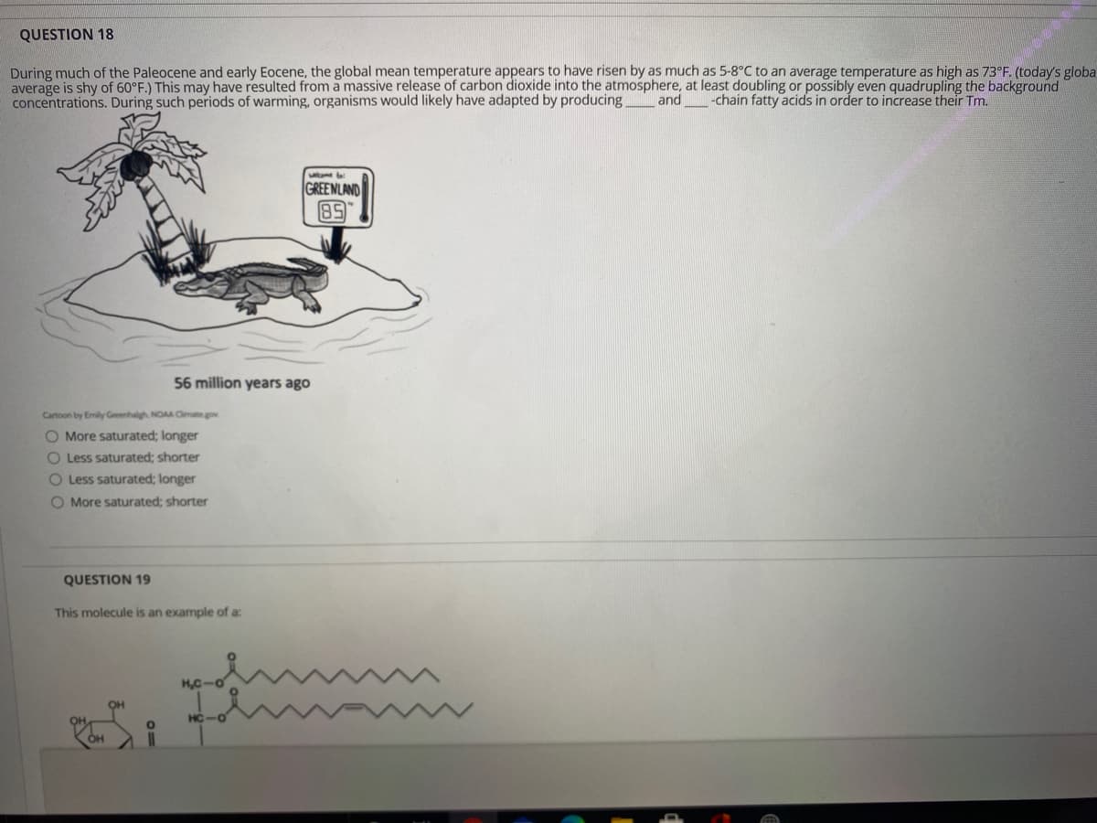 QUESTION 18
During much of the Paleocene and early Eocene, the global mean temperature appears to have risen by as much as 5-8°C to an average temperature as high as 73°F. (today's globa
average is shy of 60°F.) This may have resulted from a massive release of carbon dioxide into the atmosphere, at least doubling or possibly even quadrupling the background
concentrations. During such periods of warming, organisms would likely have adapted by producing
and
-chain fatty acids in order to increase their Tm.
GREENLAND
89
56 million years ago
Cartoon by Emily Greenhalgh, NOAA Cimate gov
O More saturated; longer
O Less saturated; shorter
O Less saturated; longer
O More saturated; shorter
QUESTION 19
This molecule is an example of a:
H,C-o
OH
HC-O
