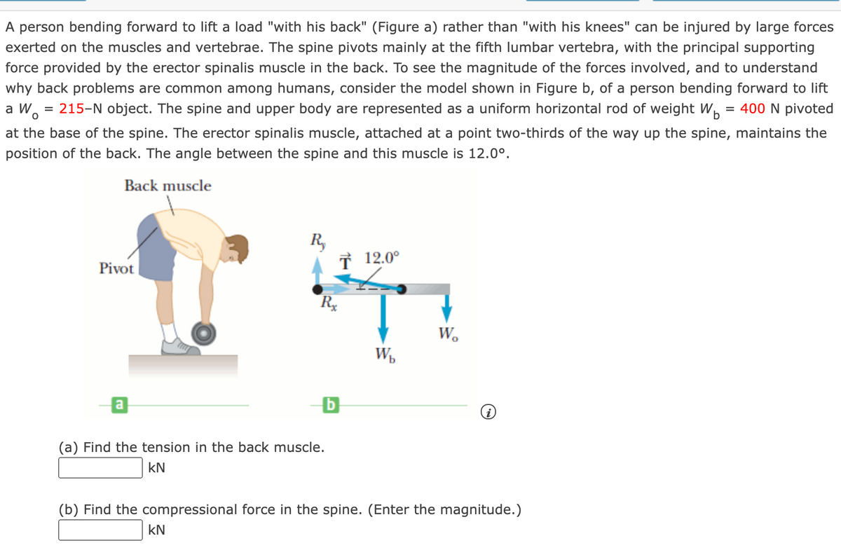 A person bending forward to lift a load "with his back" (Figure a) rather than "with his knees" can be injured by large forces
exerted on the muscles and vertebrae. The spine pivots mainly at the fifth lumbar vertebra, with the principal supporting
why back problems are common among humans, consider the model shown in Figure b, of a person bending forward to lift
= 400 N pivoted
force provided by the erector spinalis muscle in the back. To see the magnitude of the forces involved, and to understand
a W, = 215-N object. The spine and upper body are represented as a uniform horizontal rod of weight W.
at the base of the spine. The erector spinalis muscle, attached at a point two-thirds of the way up the spine, maintains the
position of the back. The angle between the spine and this muscle is 12.0°.
Back muscle
R,
† 12.0°
Pivot
Wo
W,
b
(a) Find the tension in the back muscle.
kN
(b) Find the compressional force in the spine. (Enter the magnitude.)
kN
