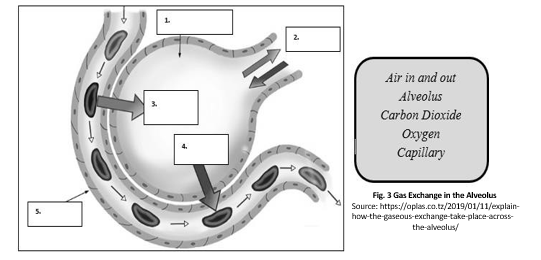 Air in and out
Alveolus
Carbon Dioxide
Oxygen
Capillary
Fig. 3 Gas Exchange in the Alveolus
Source: https://oplas.co.tz/2019/01/11/explain-
how-the-gaseous-exchange-take-place-across-
the-alvealus/
