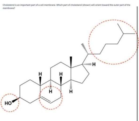 Cholesterol is an important part of a cell membrane. Which part of cholesterol (shown) will orient toward the outer part of the
membrane?
HO
H
H
H
H
H
I
H