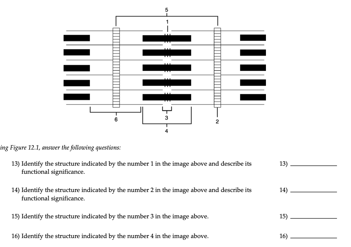 4
ing Figure 12.1, answer the following questions:
13) Identify the structure indicated by the number 1 in the image above and describe its
functional significance.
13)
14)
14) Identify the structure indicated by the number 2 in the image above and describe its
functional significance.
15) Identify the structure indicated by the number 3 in the image above.
15)
16) Identify the structure indicated by the number 4 in the image above.
16)
