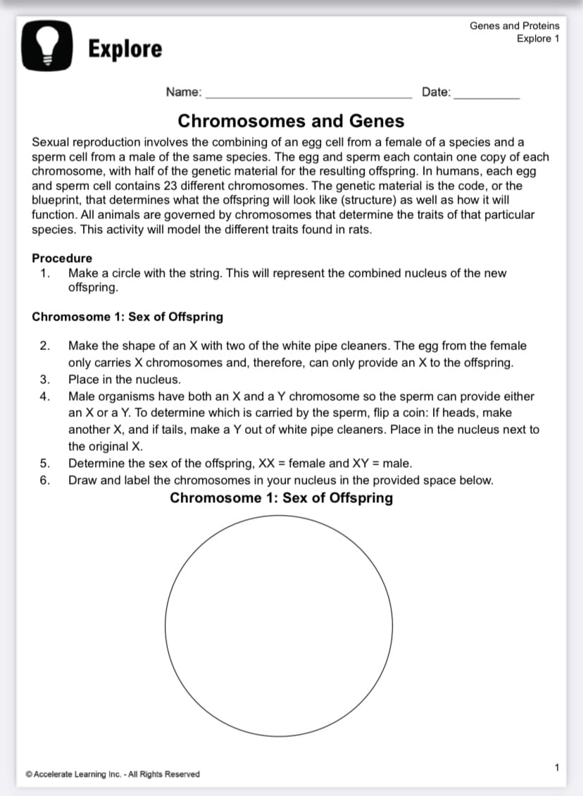 Genes and Proteins
Explore 1
Explore
Name:
Date:
Chromosomes and Genes
Sexual reproduction involves the combining of an egg cell from a female of a species and a
sperm cell from a male of the same species. The egg and sperm each contain one copy of each
chromosome, with half of the genetic material for the resulting offspring. In humans, each egg
and sperm cell contains 23 different chromosomes. The genetic material is the code, or the
blueprint, that determines what the offspring will look like (structure) as well as how it will
function. All animals are governed by chromosomes that determine the traits of that particular
species. This activity will model the different traits found in rats.
Procedure
1.
Make a circle with the string. This will represent the combined nucleus of the new
offspring.
Chromosome 1: Sex of Offspring
Make the shape of an X with two of the white pipe cleaners. The egg from the female
only carries X chromosomes and, therefore, can only provide an X to the offspring.
2.
3.
Place in the nucleus.
4.
Male organisms have both an X and a Y chromosome so the sperm can provide either
an X or a Y. To determine which is carried by the sperm, flip a coin: If heads, make
another X, and if tails, make a Y out of white pipe cleaners. Place in the nucleus next to
the original X.
5.
Determine the sex of the offspring, XX = female and XY = male.
Draw and label the chromosomes in your nucleus in the provided space below.
6.
Chromosome 1: Sex of Offspring
1
O Accelerate Learning Inc. - All Rights Reserved
