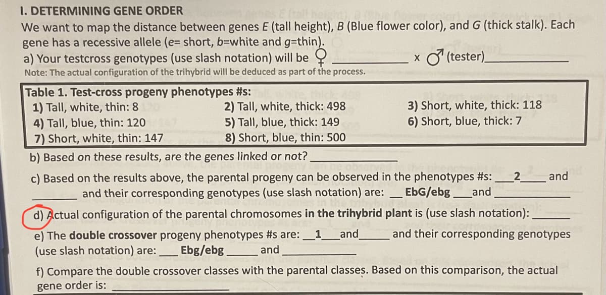 I. DETERMINING
GENE ORDER
We want to map the distance between genes E (tall height), B (Blue flower color), and G (thick stalk). Each
gene has a recessive allele (e= short, b-white and g=thin).
a) Your testcross genotypes (use slash notation) will be
x (tester)
Note: The actual configuration of the trihybrid will be deduced as part of the process.
Table 1. Test-cross progeny phenotypes #s:
1) Tall, white, thin: 8
4) Tall, blue, thin: 120
7) Short, white, thin: 147
b) Based on these results, are the genes linked or not?
2) Tall, white, thick: 498
5) Tall, blue, thick: 149
8) Short, blue, thin: 500
3) Short, white, thick: 118
6) Short, blue, thick: 7
c) Based on the results above, the parental progeny can be observed in the phenotypes #s: 2
and their corresponding genotypes (use slash notation) are: _EbG/ebg__and
d) Actual configuration of the parental chromosomes in the trihybrid plant is (use slash notation):
and their corresponding genotypes
e) The double crossover progeny phenotypes #s are: _1_ and
(use slash notation) are:
and
and
Ebg/ebg_
f) Compare the double crossover classes with the parental classes. Based on this comparison, the actual
gene order is: