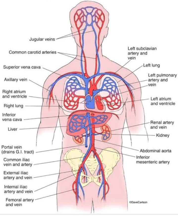 Jugular veins
Left subclavian
Common carotid arteries-
artery and
vein
Left lung
Superior vena cava
Left pulmonary
-artery and
vein
Axillary vein
Right atrium
and ventricle
Left atrium
and ventricle
Right lung
Inferior
vena cava
Renal artery
and vein
Liver
Kidney
Portal vein
(drains G.I. tract)
Abdominal aorta
Common iliac
vein and artery
Inferior
mesenteric artery
External iliac
artery and vein
Internal iliac
artery and vein
Femoral artery
and vein
cOaveCarlson
