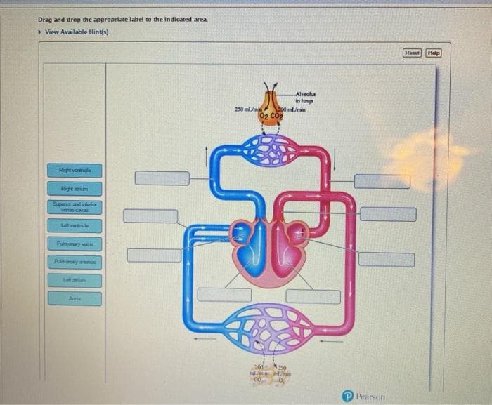 Drag and drop the appropriate label to the indicated area
> View Available Hint(s)
Resut Help
Alveolus
in lungs
200 mL/min
02 C02
250 mlmn
Right vartide
Rightium
Spaa and itariar
ver cava
Laft vertidle
Pumonury vae
Pumonary atri
Lat ae
Aarsa
alin
Pearson
