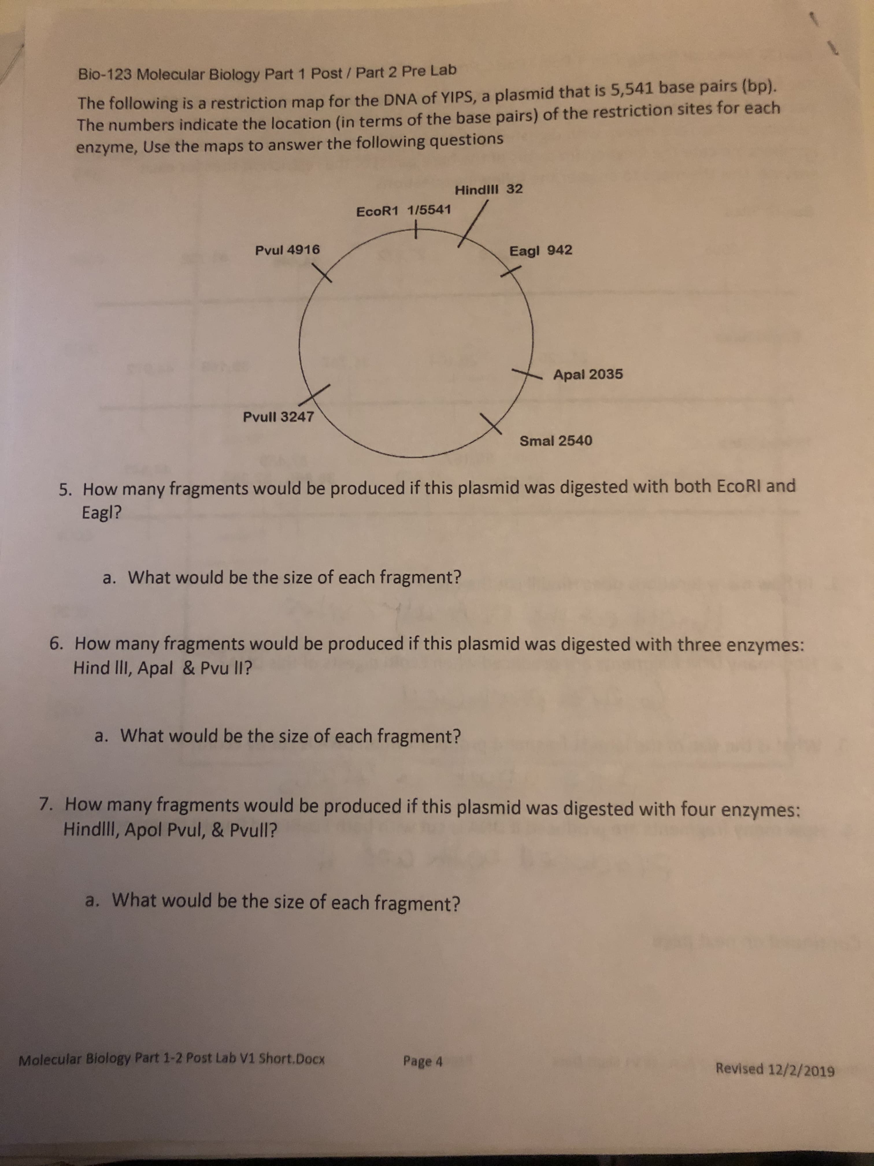Bio-123 Molecular Biology Part 1 Post/ Part 2 Pre Lab
The following is a restriction map for the DNA of YIPS, a plasmid that is 5,541 base pairs (bp).
The numbers indicate the location (in terms of the base pairs) of the restriction sites for each
enzyme, Use the maps to answer the following questions
Hindll 32
EcoR1 1/5541
Pvul 4916
Eagl 942
Apal 2035
Pvull 3247
Smal 2540
5. How many fragments would be produced if this plasmid was digested with both EcoRI and
Eagl?
a. What would be the size of each fragment?
6. How many fragments would be produced if this plasmid was digested with three enzymes:
Hind II, Apal & Pvu lI?
a. What would be the size of each fragment?
7. How many fragments would be produced if this plasmid was digested with four enzymes:
Hindlll, Apol Pvul, & Pvull?
a. What would be the size of each fragment?
Molecular Biology Part 1-2 Post Lab V1 Short.Docx
Page 4
Revised 12/2/2019
