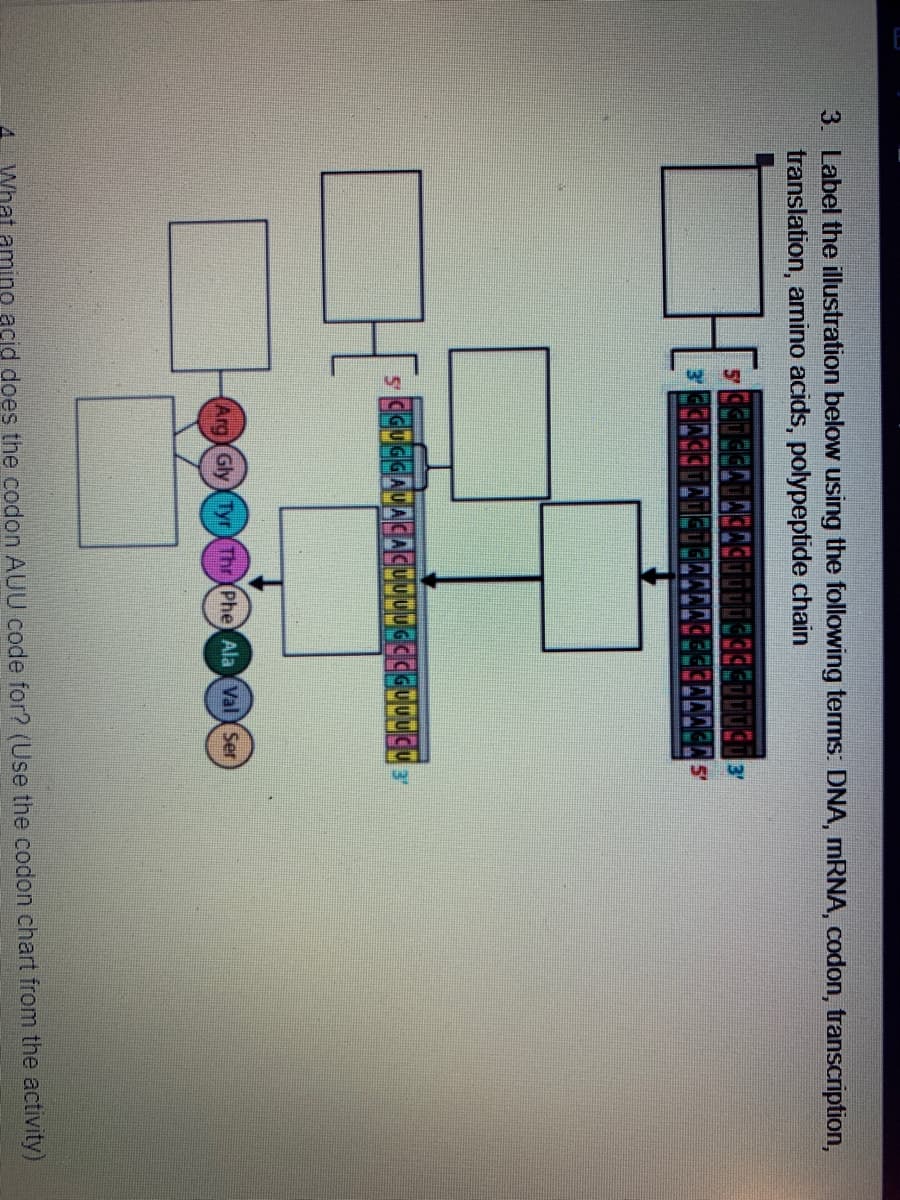 3. Label the illustration below using the following terms: DNA, MRNA, codon, transcription,
translation, amino acids, polypeptide chain
GCCGUUUCu 3
(ArgGly Tyr(Thr (Phe) Ala ValY Ser
What amino acid does the codon AUU code for? (Use the codon chart from the activity)
