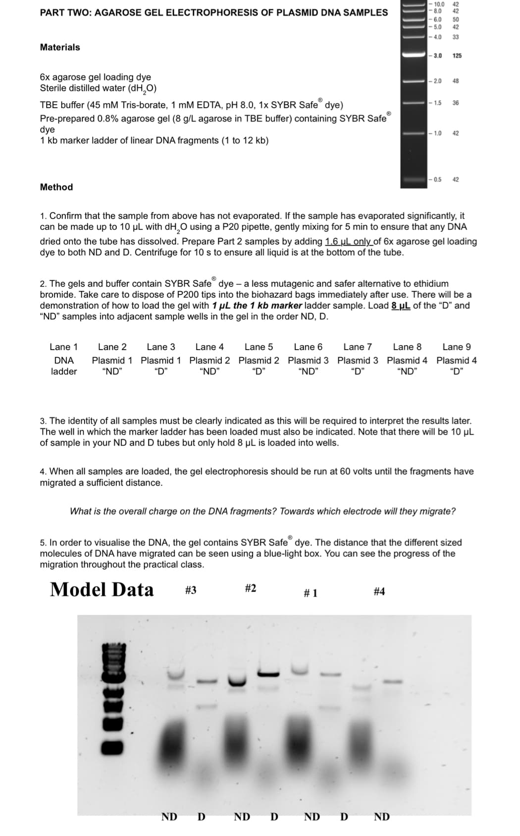 PART TWO: AGAROSE GEL ELECTROPHORESIS OF PLASMID DNA SAMPLES
Materials
6x agarose gel loading dye
Sterile distilled water (dH₂O)
Ⓡ
TBE buffer (45 mM Tris-borate, 1 mM EDTA, pH 8.0, 1x SYBR Safe dye)
Pre-prepared 0.8% agarose gel (8 g/L agarose in TBE buffer) containing SYBR Safe
dye
1 kb marker ladder of linear DNA fragments (1 to 12 kb)
Method
Lane 1
DNA
ladder
Lane 2
Plasmid 1
"ND"
Lane 3
Plasmid 1
"D"
Lane 4
Plasmid 2
"ND"
Lane 5
Plasmid 2
"D"
ND
1. Confirm that the sample from above has not evaporated. If the sample has evaporated significantly, it
can be made up to 10 μL with dH₂O using a P20 pipette, gently mixing for 5 min to ensure that any DNA
dried onto the tube has dissolved. Prepare Part 2 samples by adding 1.6 μL only of 6x agarose gel loading
dye to both ND and D. Centrifuge for 10 s to ensure all liquid is at the bottom of the tube.
2. The gels and buffer contain SYBR Safe dye - a less mutagenic and safer alternative to ethidium
bromide. Take care to dispose of P200 tips into the biohazard bags immediately after use. There will be a
demonstration of how to load the gel with 1 μL the 1 kb marker ladder sample. Load 8 μL of the "D" and
"ND" samples into adjacent sample wells in the gel in the order ND, D.
#3
Lane 6
Plasmid 3
"ND"
D
Lane 7
Plasmid 3
"D"
#2
ND D
-10.0 42
-8.0 42
Lane 8
Plasmid 4
"ND"
-6.0
-5.0
-4.0
# 1
-3.0
#4
50
42
33
-1.5
125
-2.0 48
3. The identity of all samples must be clearly indicated as this will be required to interpret the results later.
The well in which the marker ladder has been loaded must also be indicated. Note that there will be 10 µL
of sample in your ND and D tubes but only hold 8 μL is loaded into wells.
ND D ND
4. When all samples are loaded, the gel electrophoresis should be run at 60 volts until the fragments have
migrated a sufficient distance.
36
What is the overall charge on the DNA fragments? Towards which electrode will they migrate?
-1.0 42
5. In order to visualise the DNA, the gel contains SYBR Safe dye. The distance that the different sized
molecules of DNA have migrated can be seen using a blue-light box. You can see the progress of the
migration throughout the practical class.
Model Data
-0.5 42
Lane 9
Plasmid 4
"D"