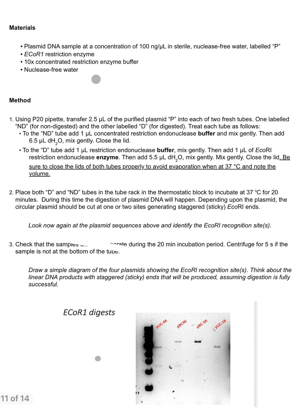 Materials
• Plasmid DNA sample at a concentration of 100 ng/µL in sterile, nuclease-free water, labelled "P"
ECOR1 restriction enzyme
10x concentrated restriction enzyme buffer
·
• Nuclease-free water
Method
1. Using P20 pipette, transfer 2.5 µL of the purified plasmid "P" into each of two fresh tubes. One labelled
"ND" (for non-digested) and the other labelled "D" (for digested). Treat each tube as follows:
• To the "ND" tube add 1 μL concentrated restriction endonuclease buffer and mix gently. Then add
6.5 μL dH₂O, mix gently. Close the lid.
• To the "D" tube add 1 µL restriction endonuclease buffer, mix gently. Then add 1 μL of EcoRI
restriction endonuclease enzyme. Then add 5.5 µL dH₂O, mix gently. Mix gently. Close the lid. Be
sure to close the lids of both tubes properly to avoid evaporation when at 37 °C and note the
volume.
2. Place both "D" and "ND" tubes in the tube rack in the thermostatic block to incubate at 37 °C for 20
minutes. During this time the digestion of plasmid DNA will happen. Depending upon the plasmid, the
circular plasmid should be cut at one or two sites generating staggered (sticky) EcoRI ends.
Look now again at the plasmid sequences above and identify the EcoRI recognition site(s).
3. Check that the samples ...
sample is not at the bottom of the tube.
Draw a simple diagram of the four plasmids showing the EcoRI recognition site(s). Think about the
linear DNA products with staggered (sticky) ends that will be produced, assuming digestion is fully
successful.
11 of 14
rate during the 20 min incubation period. Centrifuge for 5 s if the
ECOR1 digests
PUC-4K
pBC4K
pBC-SK
PUC-18