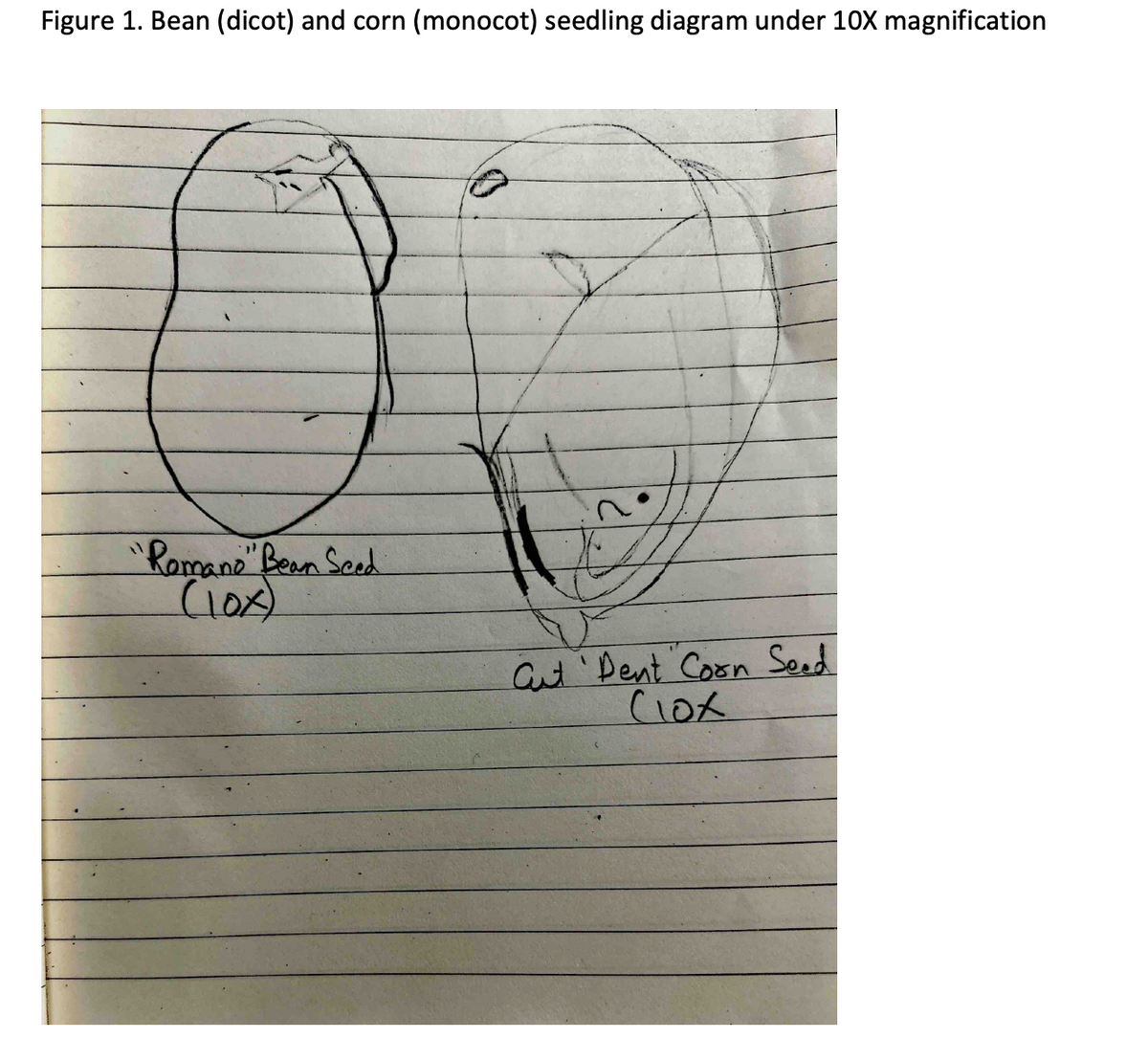 Figure 1. Bean (dicot) and corn (monocot) seedling diagram under 10X magnification
"Romane" Bean Seed
(10x)
Cut Dent Corn Seed
Clox