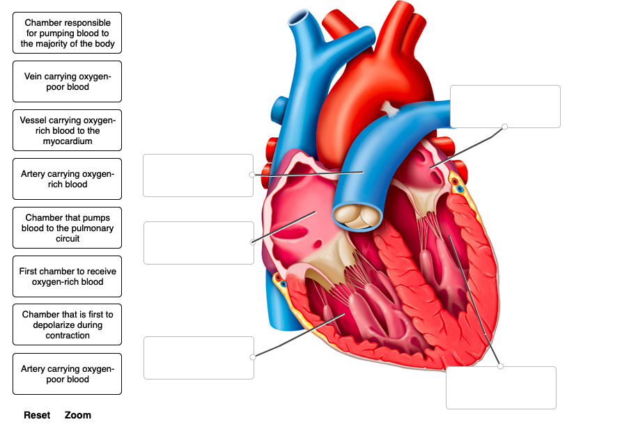 Chamber responsible
for pumping blood to
the majority of the body
Vein carrying oxygen-
poor blood
Vessel carrying oxygen-
rich blood to the
myocardium
Artery carrying oxygen-
rich blood
Chamber that pumps
blood to the pulmonary
circuit
First chamber to receive
oxygen-rich blood
Chamber that is first to
depolarize during
contraction
Artery carrying oxygen-
poor blood
Reset Zoom