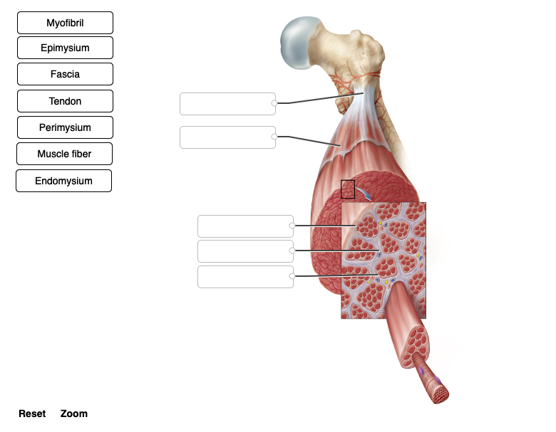 Myofibril
Epimysium
Fascia
Tendon
Perimysium
Muscle fiber
Endomysium
Reset Zoom