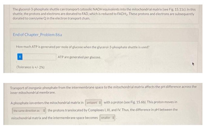 The glycerol-3-phosphate shuttle can transport cytosolic NADH equivalents into the mitochondrial matrix (see Fig. 15.11c). In this
shuttle, the protons and electrons are donated to FAD, which is reduced to FADH, These protons and electrons are subsequently
donated to coenzyme Q in the electron transport chain.
End of Chapter_Problem 86a
How much ATP is generated per mole of glucose when the glycerol-3-phosphate shuttle is used?
ATP are generated per glucose.
(Tolerance is +/-2%)
Transport of inorganic phosphate from the intermembrane space to the mitochondrial matrix affects the pH difference across the
inner mitochondrial membrane.
A phosphate ion enters the mitochondrial matrix in antiport : with a proton (see Fig. 15.6b). This proton moves in
the same direction as the protons translocated by Complexes I, II, and IV. Thus, the difference in pH between the
mitochondrial matrix and the intermembrane space becomes smaller :
