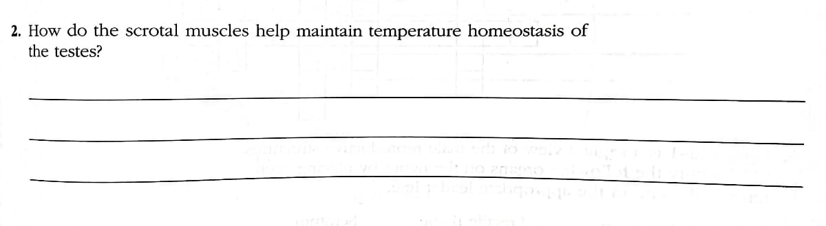 2. How do the scrotal muscles help maintain temperature homeostasis of
the testes?
