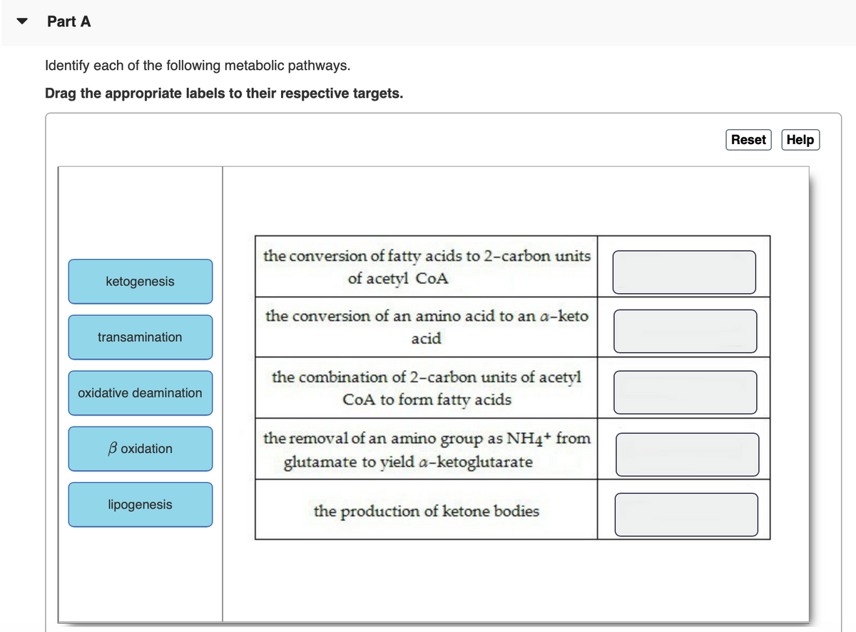 Part A
Identify each of the following metabolic pathways.
Drag the appropriate labels to their respective targets.
Reset
Help
the conversion of fatty acids to 2-carbon units
of acetyl CoA
ketogenesis
the conversion of an amino acid to an a-keto
transamination
acid
the combination of 2-carbon units of acetyl
COA to form fatty acids
oxidative deamination
the removal of an amino group as NH4+ from
B oxidation
glutamate to yield a-ketoglutarate
lipogenesis
the production of ketone bodies
