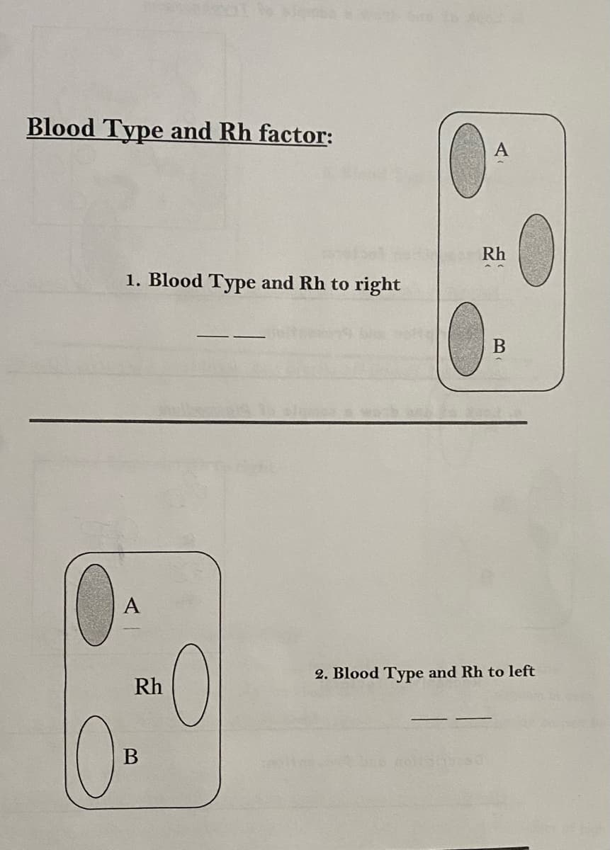 Blood Type and Rh factor:
10
1. Blood Type and Rh to right
A
Rh
B
0
A
Rh
B
2. Blood Type and Rh to left