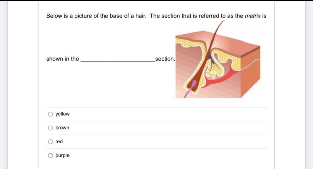 Below is a picture of the base of a hair. The section that is referred to as the matrix is
shown in the
O yellow
O brown
O red
O purple
section.