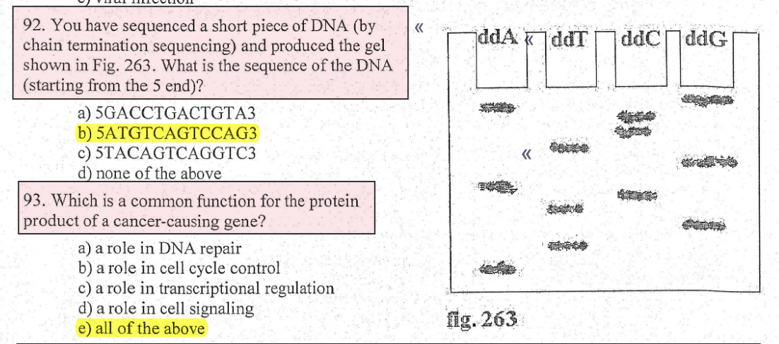 92. You have sequenced a short piece of DNA (by
chain termination sequencing) and produced the gel
shown in Fig. 263. What is the sequence of the DNA
(starting from the 5 end)?
a) 5GACCTGACTGTA3
b) 5ATGTCAGTCCAG3
c) 5TACAGTCAGGTC3
d) none of the above
93. Which is a common function for the protein
product of a cancer-causing gene?
a) a role in DNA repair
b) a role in cell cycle control
c) a role in transcriptional regulation
d) a role in cell signaling
e) all of the above
«
ddAddT
fig. 263
«<
ddcddG