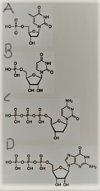 T
о
014-0
но-о-о-
0:4-8
С
0=4-3
но-
D
-OH
-
OH
OH OH
0=
О
-
O=4
NH
HN.
но на но
б
NH₂
OH OH
HN.
"NH₂