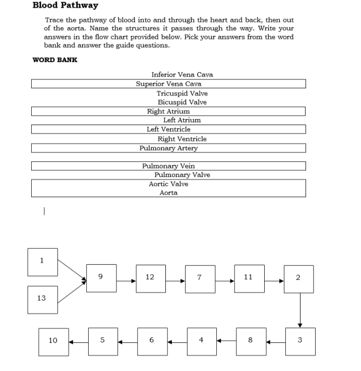 Blood Pathway
Trace the pathway of blood into and through the heart and back, then out
of the aorta. Name the structures it passes through the way. Write your
answers in the flow chart provided below. Pick your answers from the word
bank and answer the guide questions.
WORD BANK
Inferior Vena Cava
Superior Vena Cava
Tricuspid Valve
Bicuspid Valve
Right Atrium
Left Atrium
Left Ventricle
Right Ventricle
Pulmonary Artery
Pulmonary Vein
Pulmonary Valve
Aortic Valve
Aorta
1
12
7
11
13
10
6
3
