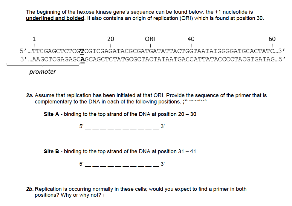 The beginning of the hexose kinase gene's sequence can be found below, the +1 nucleotide is
underlined and bolded. It also contains an origin of replication (ORI) which is found at position 30.
1
20
ORI
40
60
5'.TTCGAGCTCTCGTCGTCGAGATACGCGATGATATTACTGGTAATATGGGGATGCACTATC...3'
3'.AAGCTCGAGAGCAGCAGCTCTATGCGCTACTATAATGACCATTATACCCCTACGTGATAG...5'
promoter
2a. Assume that replication has been initiated at that ORI. Provide the sequence of the primer that is
complementary to the DNA in each of the following positions. d
Site A - binding to the top strand of the DNA at position 20 – 30
5'
3'
Site B - binding to the top strand of the DNA at position 31 -41
5'
3'
2b. Replication is occurring normally in these cells; would you expect to find a primer in both
positions? Why or why not?
