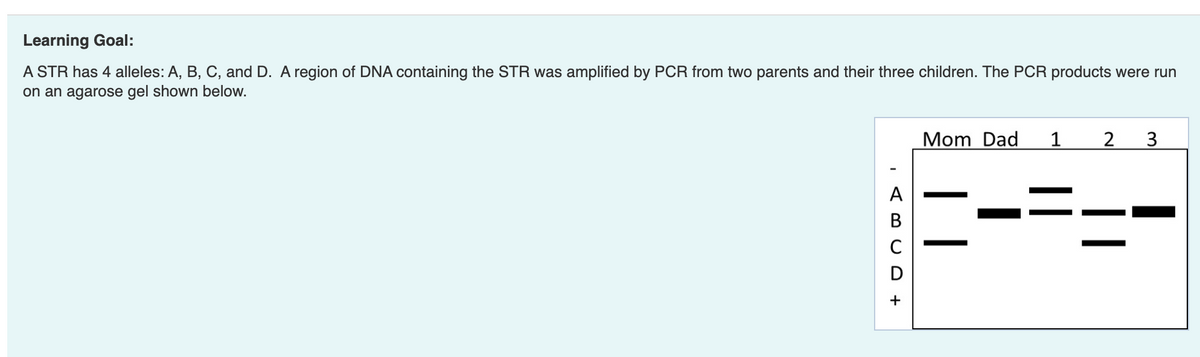 Learning Goal:
A STR has 4 alleles: A, B, C, and D. A region of DNA containing the STR was amplified by PCR from two parents and their three children. The PCR products were run
on an agarose gel shown below.
Mom Dad
1
A
В
+
