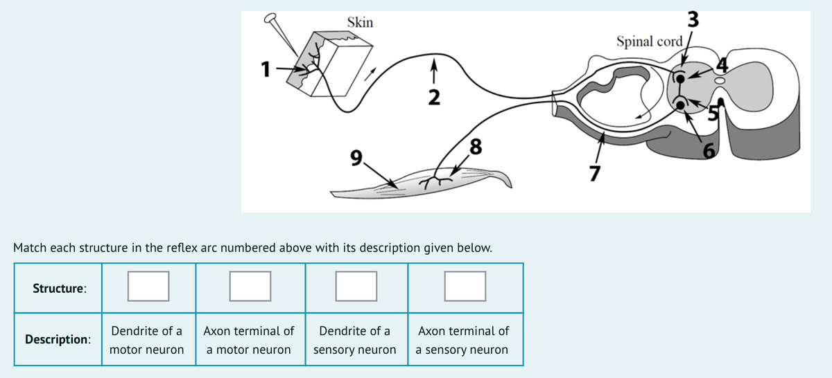 Structure:
Match each structure in the reflex arc numbered above with its description given below.
Description:
Dendrite of a
motor neuron
Skin
Axon terminal of
a motor neuron
2
Dendrite of a
sensory neuron
Axon terminal of
a sensory neuron
7
Spinal cord
3