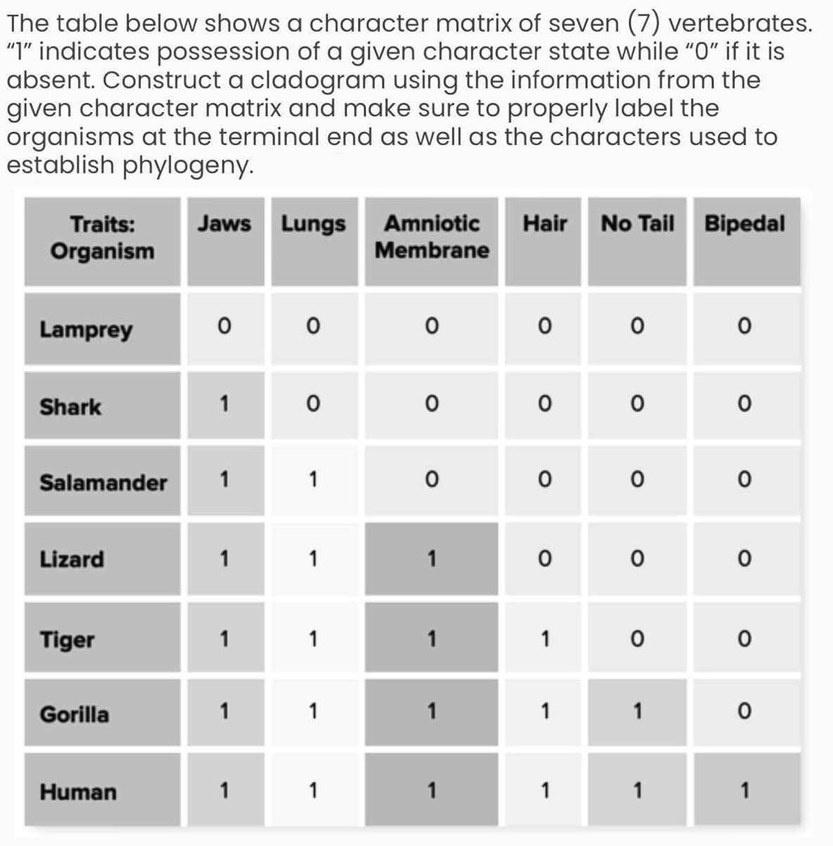 The table below shows a character matrix of seven (7) vertebrates.
"1" indicates possession of a given character state while "0" if it is
absent. Construct a cladogram using the information from the
given character matrix and make sure to properly label the
organisms at the terminal end as well as the characters used to
establish phylogeny.
Jaws Lungs Amniotic
Membrane
Traits:
Hair No Tail Bipedal
Organism
Lamprey
O o
Shark
Salamander
1
Lizard
1
1
Tiger
1
1
1
Gorilla
1
1
1
1
1
Human
1
1
1
1
1
