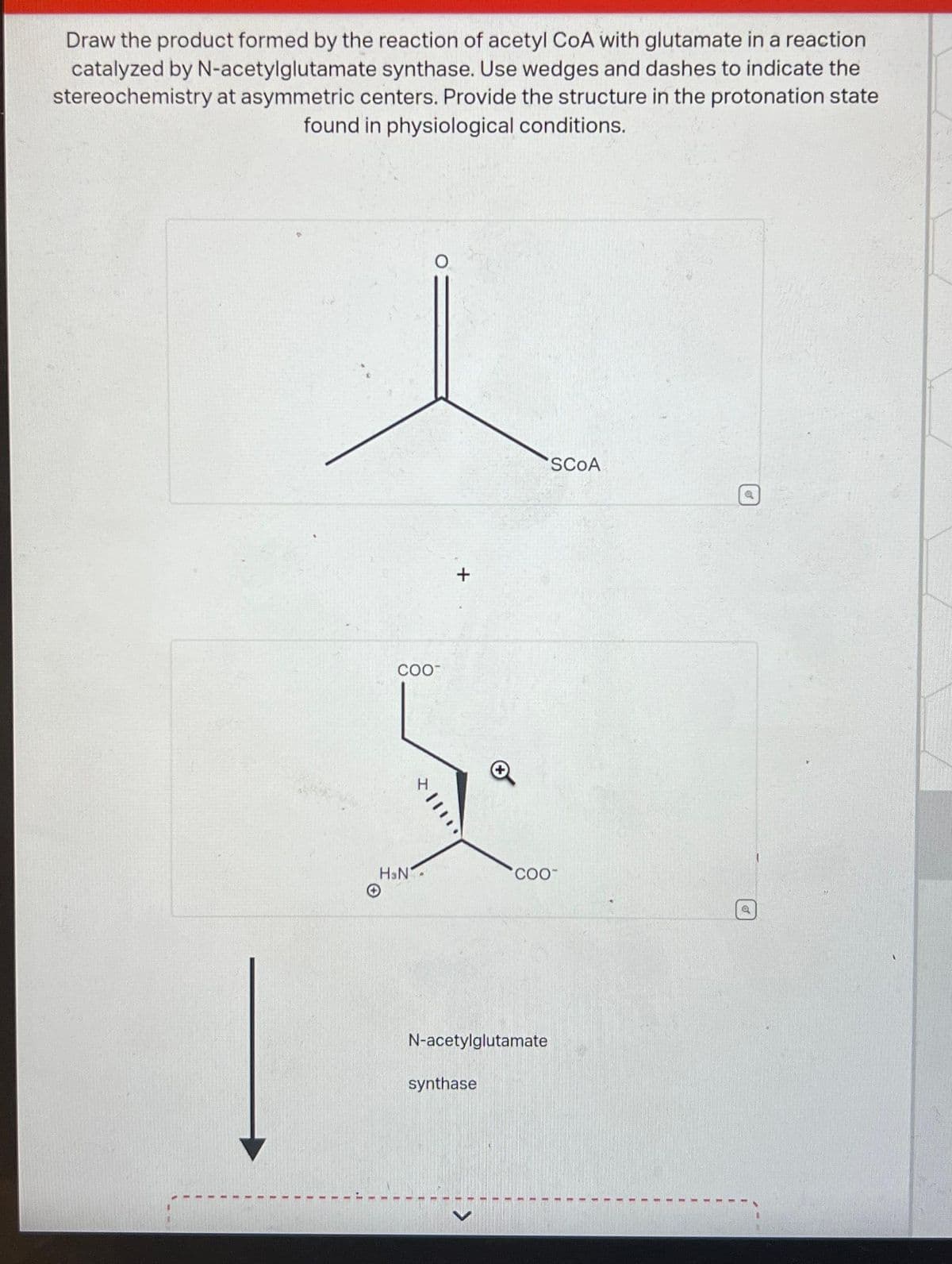 Draw the product formed by the reaction of acetyl CoA with glutamate in a reaction
catalyzed by N-acetylglutamate synthase. Use wedges and dashes to indicate the
stereochemistry at asymmetric centers. Provide the structure in the protonation state
found in physiological conditions.
COO™
H&N
|
N-acetylglutamate
synthase
SCOA
COO™
[]
Q