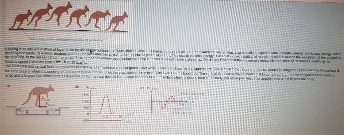 it ericalat wen aking eff und len
Höpping is an efficient method of locomotion for the kagaroo (see the figure above). When the kangaroo is in the air, the Earth-kangaroo system has a combination of gravitational potential energy and kinetic energy. When
the kangaroo lands, its Achilles tendons and the attached muscles stretch-a form of elastic potential energy. This elastic potential energy is used along with additional muscle tension to launch the kangaroo off the ground for
the next hop. In the red kangaroo, more than 50% of the total energy used during each hop is recovered elastic potential energy. This is so efficient that the kangaroo's metabolic rate actually decreases slightly as its
hopping speed increases from 8 km/h to 25 km/h.
The horizontal and vertical force components exerted by a firm surface on a kangaroo's feet while it hops are shown in the fiqure below. The vertical force Ns on Ky vanes: when the kangaroo is not touching the surface S
the force is zero, when it is pushing off, the force is about three times the gravitational force that Earth exerts on the kangaroo, The surtace exerts a backward horizontal force (F ) on the kangaroo's foot while it
lands and a fonward horizontal force as it pushes off for the next hop similar to what happens to a human foot when landing in tront of the body and when pushing off for another step when behind the body.
N
(c) F
1500
N
TO00
500
500
