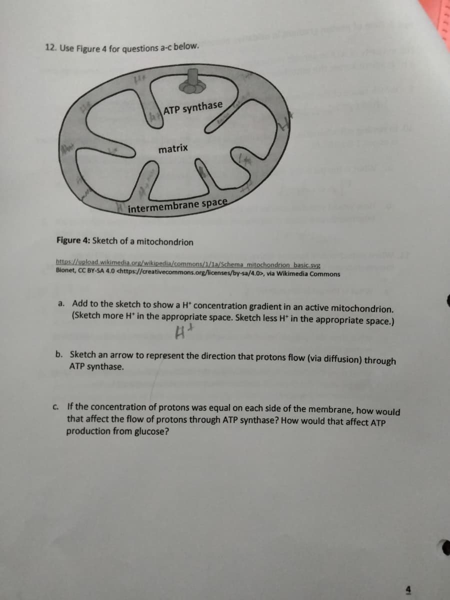 12. Use Figure 4 for questions a-c below.
114
ATP synthase
matrix
intermembrane space
Figure 4: Sketch of a mitochondrion
https://upload.wikimedia.org/wikipedia/commons/1/1a/Schema mitochondrion basic.svg
Bionet, CC BY-SA 4.0 <https://creativecommons.org/licenses/by-sa/4.0>, via Wikimedia Commons
a. Add to the sketch to show a H* concentration gradient in an active mitochondrion.
(Sketch more H* in the appropriate space. Sketch less H* in the appropriate space.)
4+
b. Sketch an arrow to represent the direction that protons flow (via diffusion) through
ATP synthase.
c. If the concentration of protons was equal on each side of the membrane, how would
that affect the flow of protons through ATP synthase? How would that affect ATP
production from glucose?