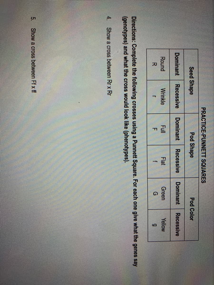 PRACTICE-PUNNETT SQUARES
Seed Shape
Pod Shape
Pod Color
Dominant
Recessive
Dominant
Recessive
Dominant
Recessive
Round
Wrinkle
Full
Flat
Green
Yellow
R.
f
Directions: Complete the following crosses using a Punnett Square. For each one give what the genes say
(genotypes) and what the cross would look like (phenotypes).
4.
Show a cross between Rr x Rr
5. Show a cross between Ff x ff
