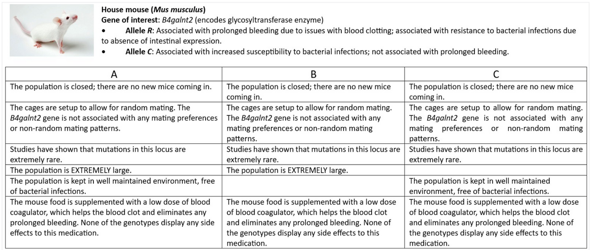 House mouse (Mus musculus)
Gene of interest: B4galnt2 (encodes glycosyltransferase enzyme)
Allele R: Associated with prolonged bleeding due to issues with blood clotting; associated with resistance to bacterial infections due
to absence of intestinal expression.
Allele C: Associated with increased susceptibility to bacterial infections; not associated with prolonged bleeding.
A
B
C
The population is closed; there are no new mice coming in.
The cages are setup to allow for random mating. The
B4galnt2 gene is not associated with any mating preferences
or non-random mating patterns.
Studies have shown that mutations in this locus are
extremely rare.
The population is EXTREMELY large.
The population is kept in well maintained environment, free
of bacterial infections.
The mouse food is supplemented with a low dose of blood
coagulator, which helps the blood clot and eliminates any
prolonged bleeding. None of the genotypes display any side
effects to this medication.
The population is closed; there are no new mice
coming in.
The cages are setup to allow for random mating.
The B4galnt2 gene is not associated with any
mating preferences or non-random mating
patterns.
Studies have shown that mutations in this locus are
extremely rare.
The population is EXTREMELY large.
The mouse food is supplemented with a low dose
of blood coagulator, which helps the blood clot
and eliminates any prolonged bleeding. None of
the genotypes display any side effects to this
medication.
The population is closed; there are no new mice
coming in.
The cages are setup to allow for random mating.
The B4galnt2 gene is not associated with any
mating preferences or non-random mating
patterns.
Studies have shown that mutations in this locus are
extremely rare.
The population is kept in well maintained
environment, free of bacterial infections.
The mouse food is supplemented with a low dose
of blood coagulator, which helps the blood clot
and eliminates any prolonged bleeding. None of
the genotypes display any side effects to this
medication.