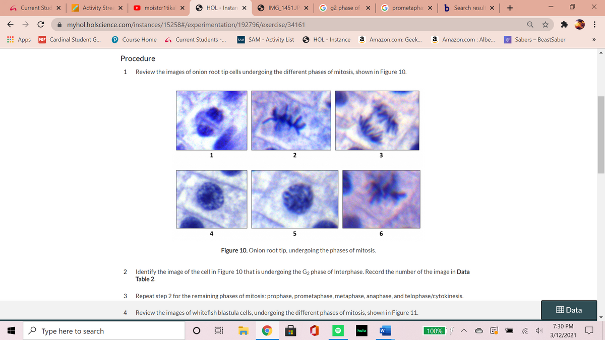 G Current Stud X
Activity Strea X
O moistcr1tikal X
6 HOL - Instan X
9 IMG_1451.JP ×
g2 phase of X
G prometapha: X
Search result X
+
->
A myhol.holscience.com/instances/15258#/experimentation/192796/exercise/34161
E Apps
PDF Cardinal Student G...
P Course Home
G Current Students -..
SAM SAM - Activity List
O HOL - Instance
a Amazon.com: Geek..
a Amazon.com : Albe...
Sabers – BeastSaber
>>
Procedure
1
Review the images of onion root tip cells undergoing the different phases of mitosis, shown in Figure 10.
1
2
4
6
Figure 10. Onion root tip, undergoing the phases of mitosis.
2
Identify the image of the cell in Figure 10 that is undergoing the G2 phase of Interphase. Record the number of the image in Data
Table 2.
3
Repeat step 2 for the remaining phases of mitosis: prophase, prometaphase, metaphase, anaphase, and telophase/cytokinesis.
囲Data
Review the images of whitefish blastula cells, undergoing the different phases of mitosis, shown in Figure 11.
7:30 PM
O Type here to search
w
100%
hulu
3/12/2021
